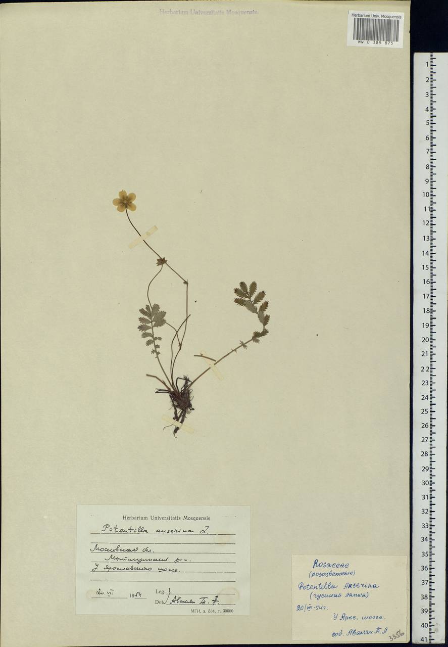 Argentina anserina subsp. anserina, Eastern Europe, Moscow region (E4a) (Russia)