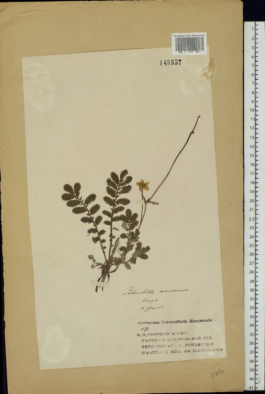 Argentina anserina subsp. anserina, Eastern Europe, Central forest region (E5) (Russia)