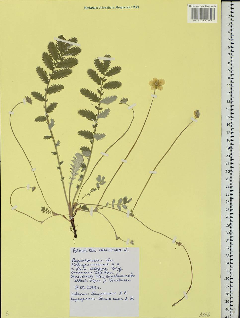 Argentina anserina subsp. anserina, Eastern Europe, Central forest-and-steppe region (E6) (Russia)