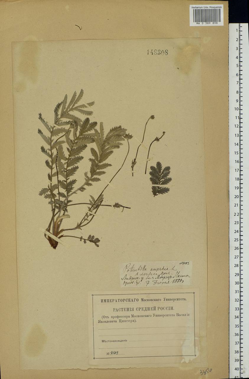 Argentina anserina subsp. anserina, Eastern Europe, Central forest-and-steppe region (E6) (Russia)