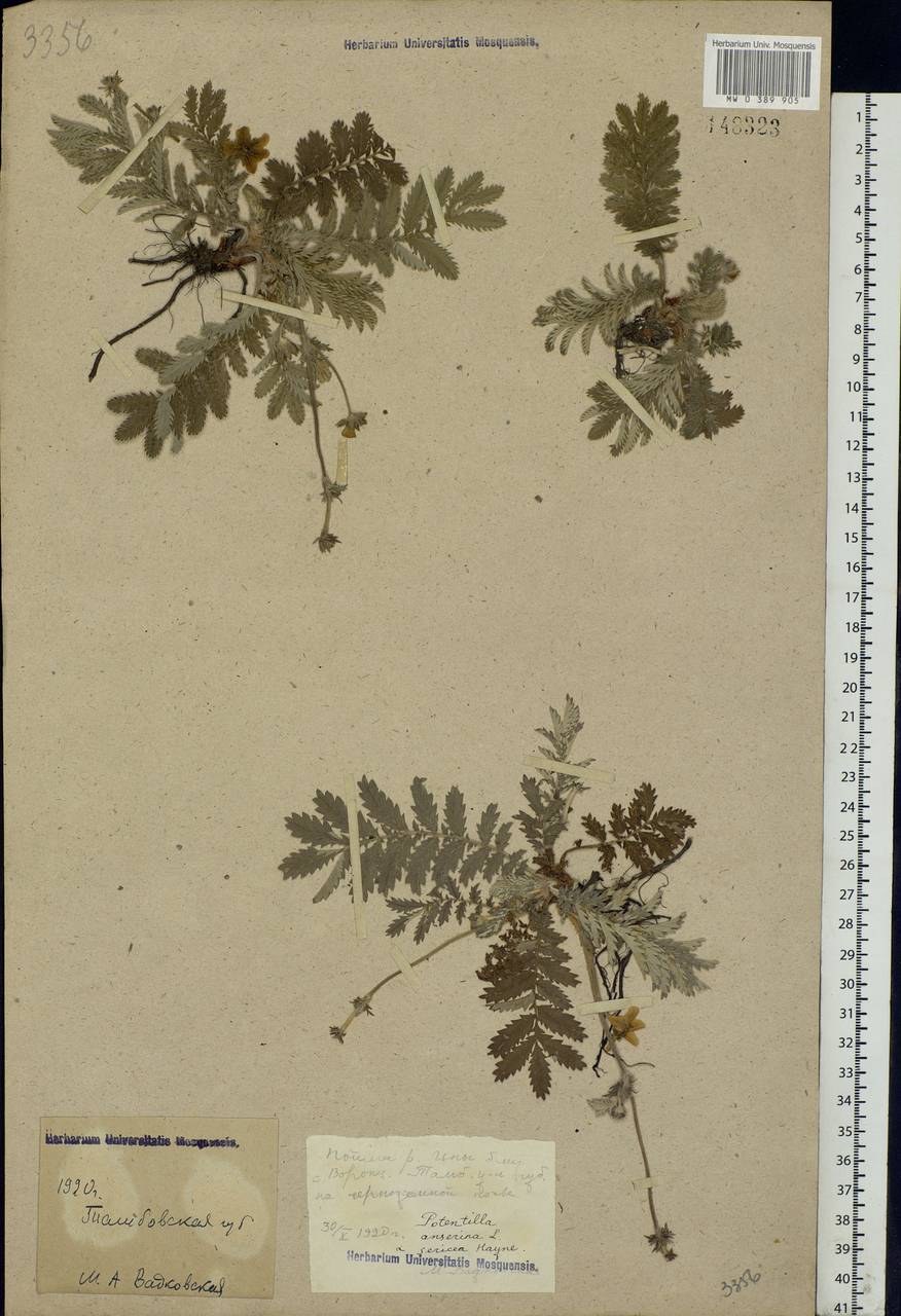 Argentina anserina subsp. anserina, Eastern Europe, Central forest-and-steppe region (E6) (Russia)