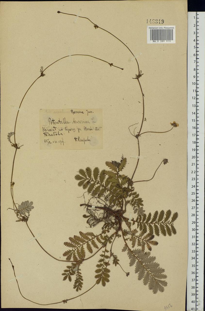 Argentina anserina subsp. anserina, Eastern Europe, Central forest-and-steppe region (E6) (Russia)