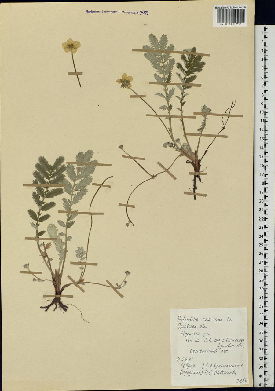 Argentina anserina subsp. anserina, Eastern Europe, Central forest-and-steppe region (E6) (Russia)