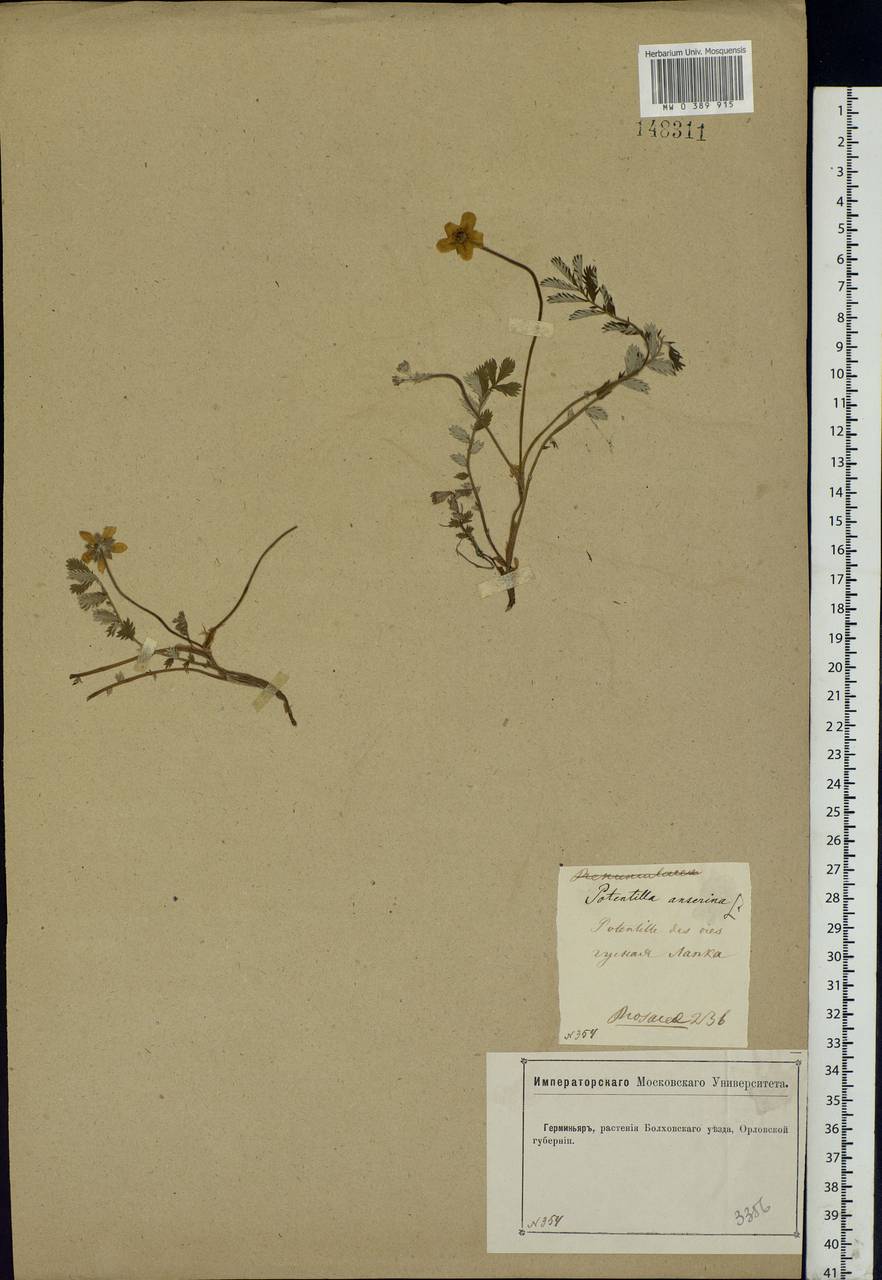 Argentina anserina subsp. anserina, Eastern Europe, Central forest-and-steppe region (E6) (Russia)