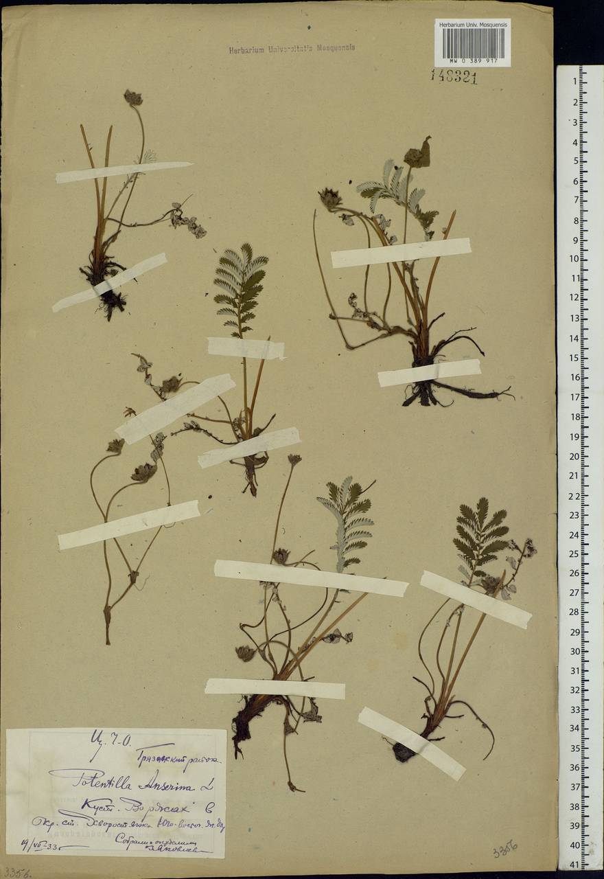 Argentina anserina subsp. anserina, Eastern Europe, Central forest-and-steppe region (E6) (Russia)