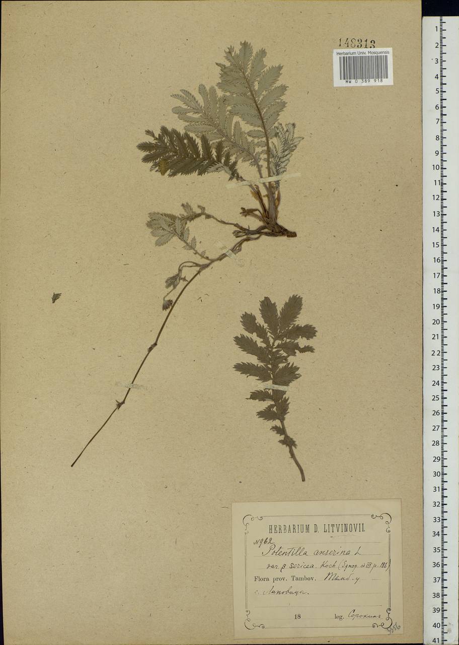 Argentina anserina subsp. anserina, Eastern Europe, Central forest-and-steppe region (E6) (Russia)