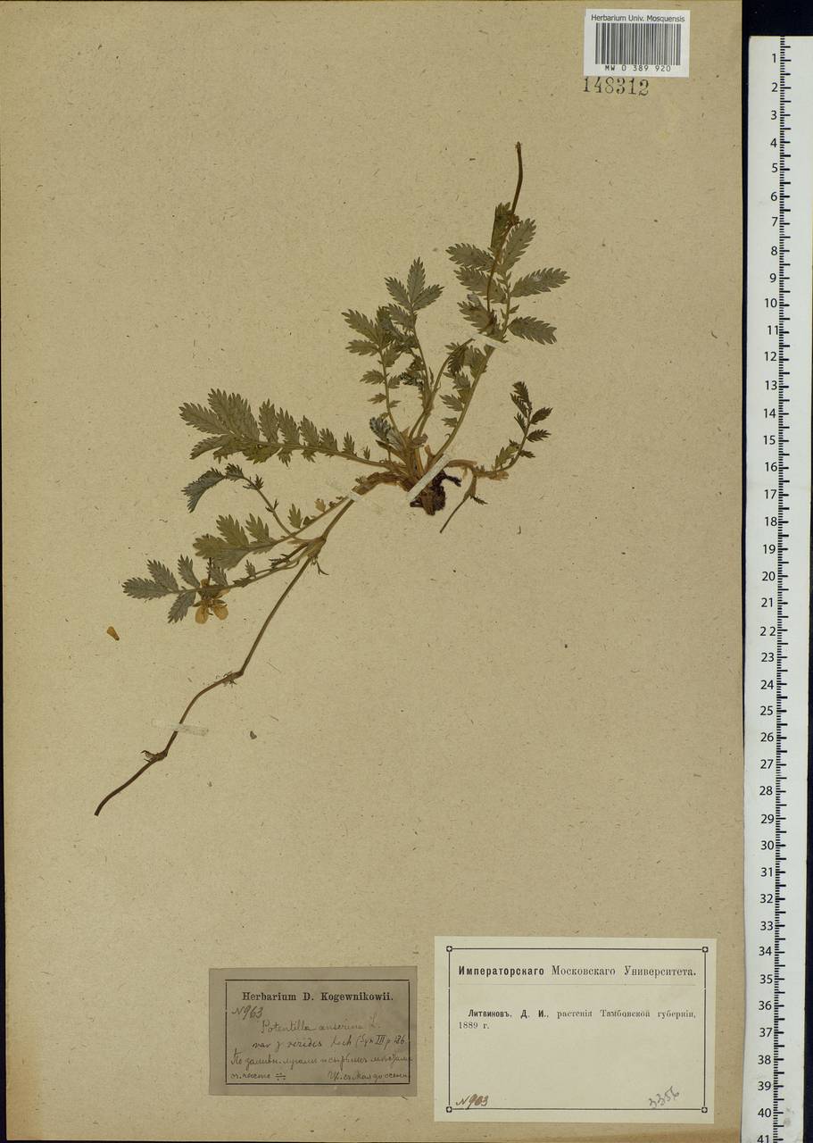 Argentina anserina subsp. anserina, Eastern Europe, Central forest-and-steppe region (E6) (Russia)