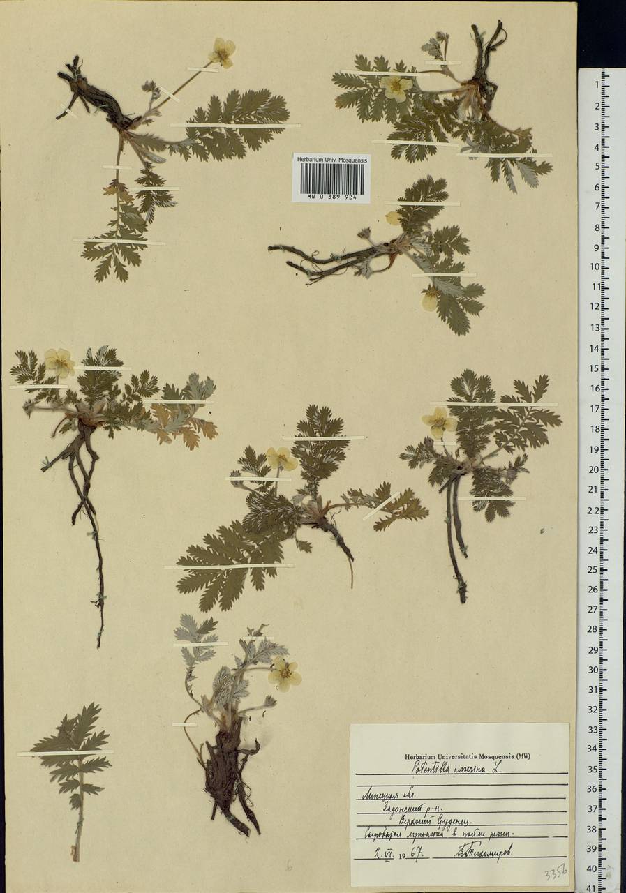 Argentina anserina subsp. anserina, Eastern Europe, Central forest-and-steppe region (E6) (Russia)