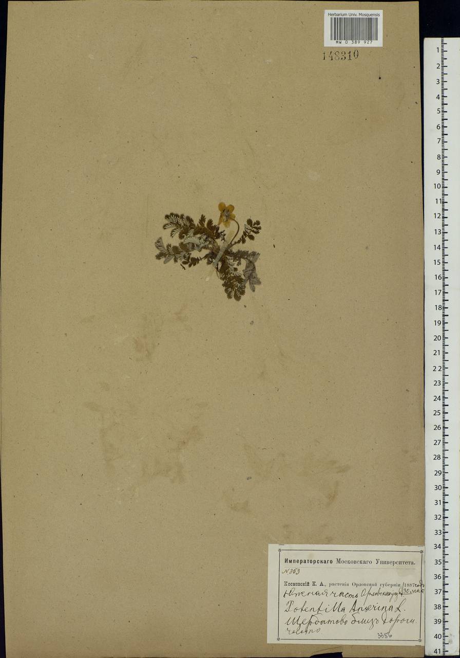 Argentina anserina subsp. anserina, Eastern Europe, Central forest-and-steppe region (E6) (Russia)