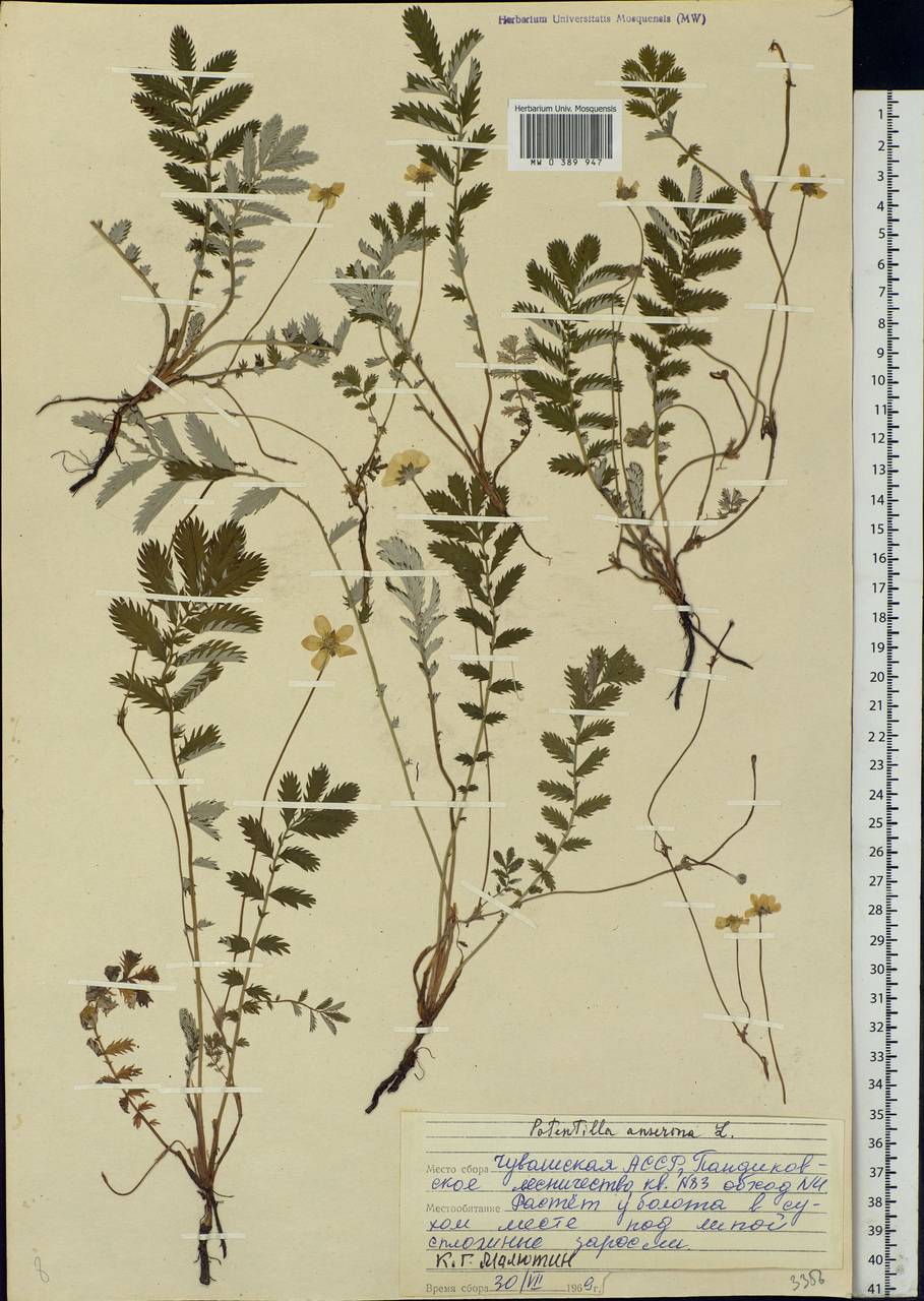 Argentina anserina subsp. anserina, Eastern Europe, Middle Volga region (E8) (Russia)