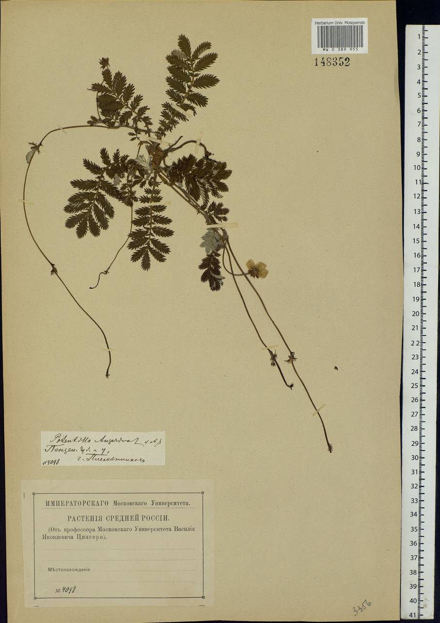 Argentina anserina subsp. anserina, Eastern Europe, Middle Volga region (E8) (Russia)