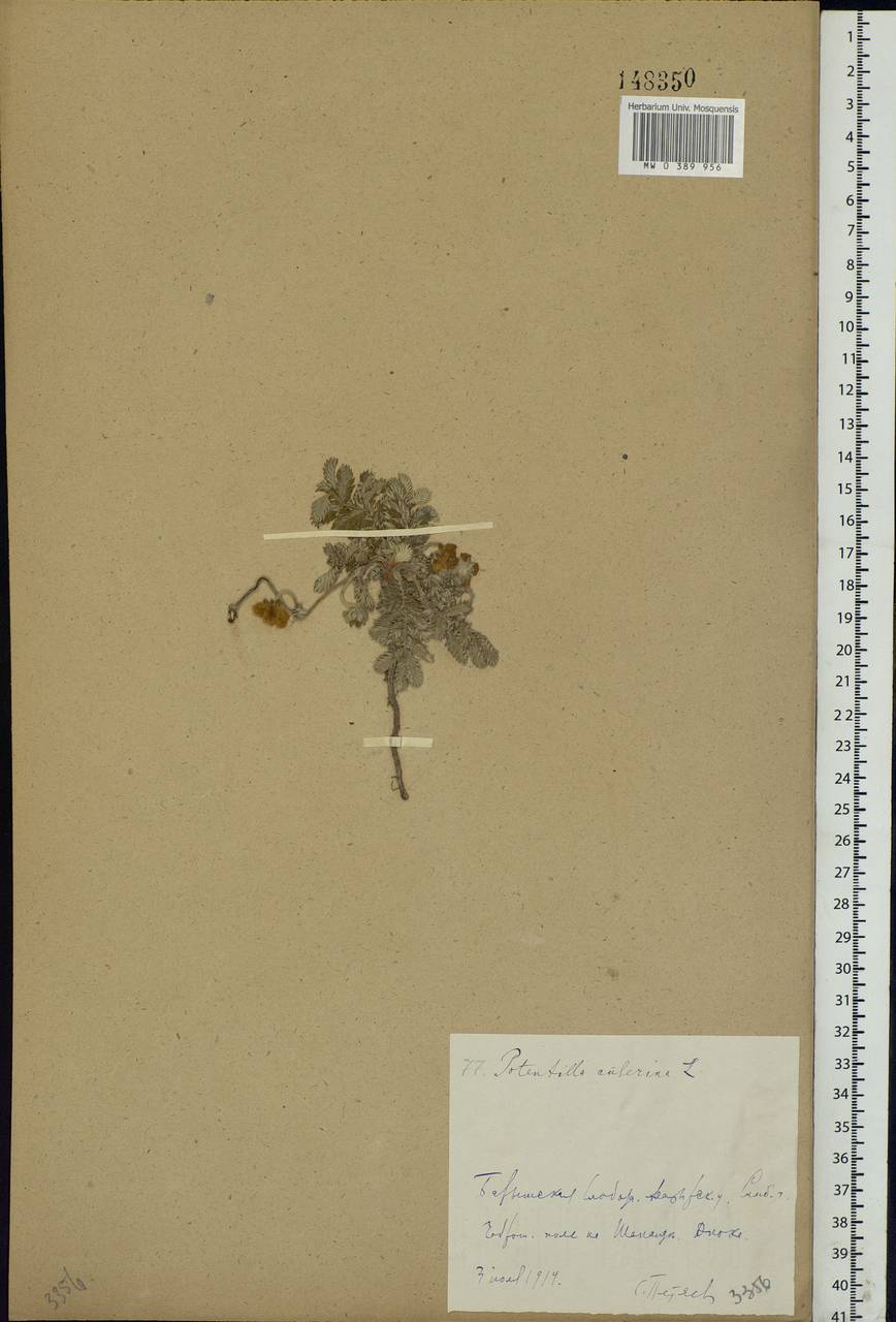 Argentina anserina subsp. anserina, Eastern Europe, Middle Volga region (E8) (Russia)