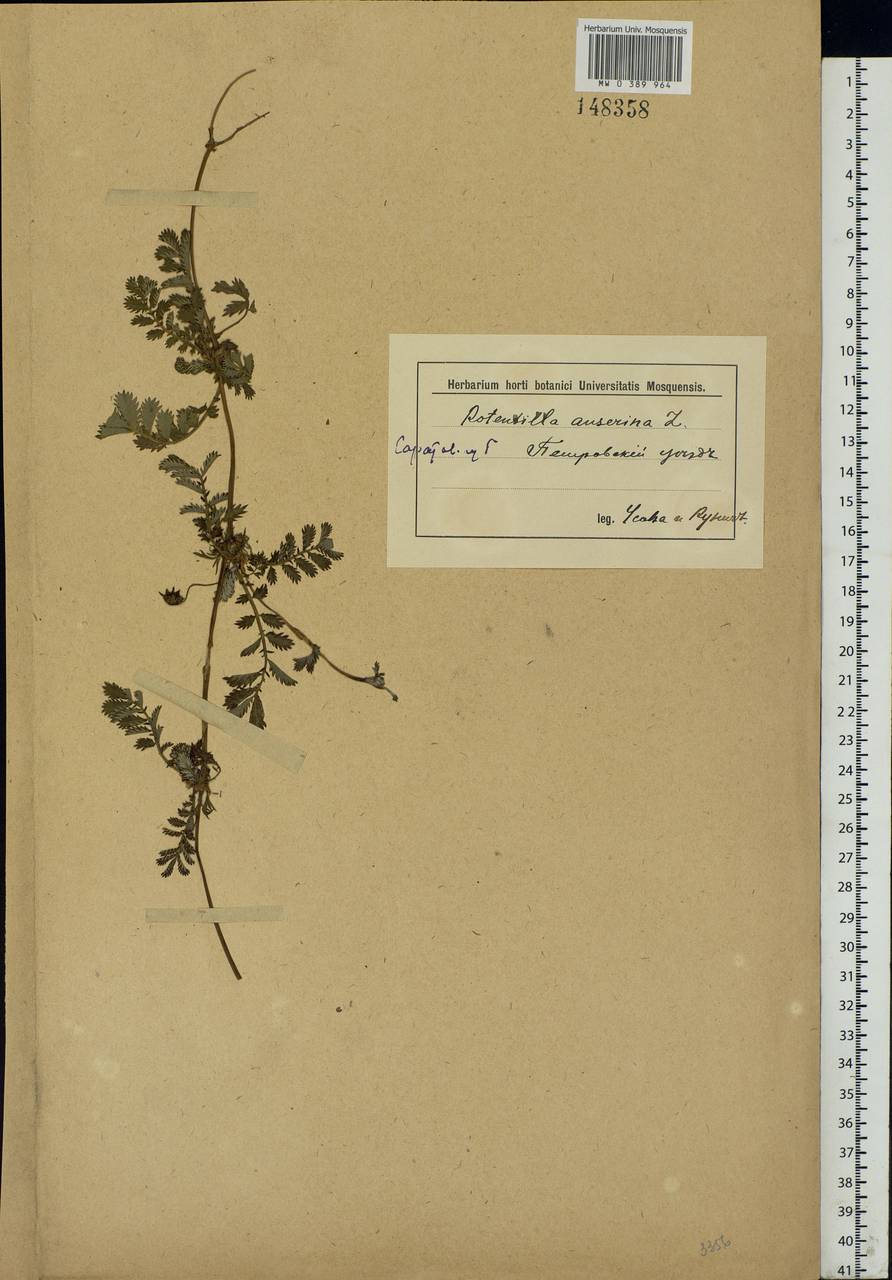 Argentina anserina subsp. anserina, Eastern Europe, Middle Volga region (E8) (Russia)
