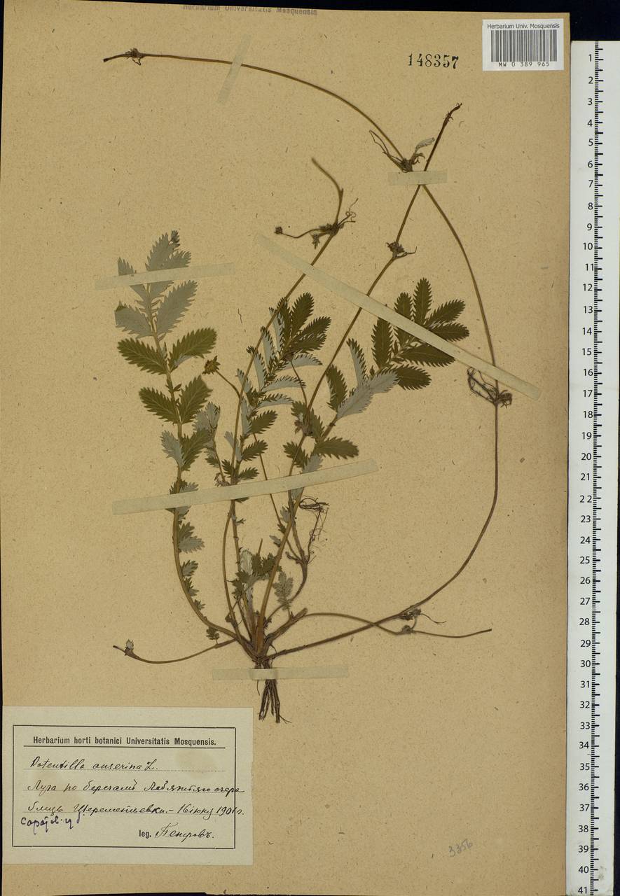 Argentina anserina subsp. anserina, Eastern Europe, Lower Volga region (E9) (Russia)