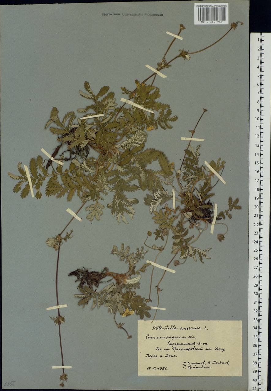 Argentina anserina subsp. anserina, Eastern Europe, Lower Volga region (E9) (Russia)