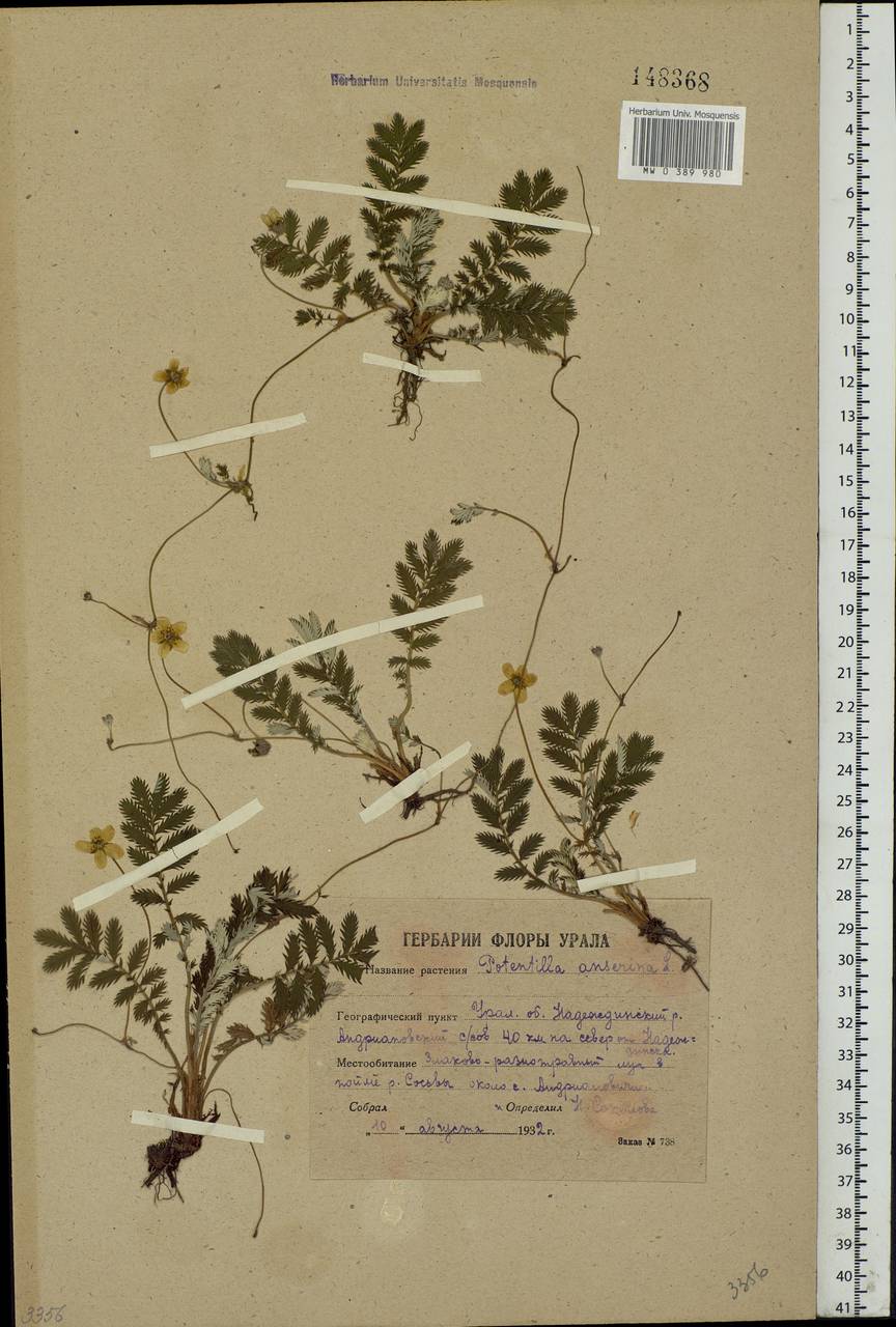 Argentina anserina subsp. anserina, Eastern Europe, Eastern region (E10) (Russia)