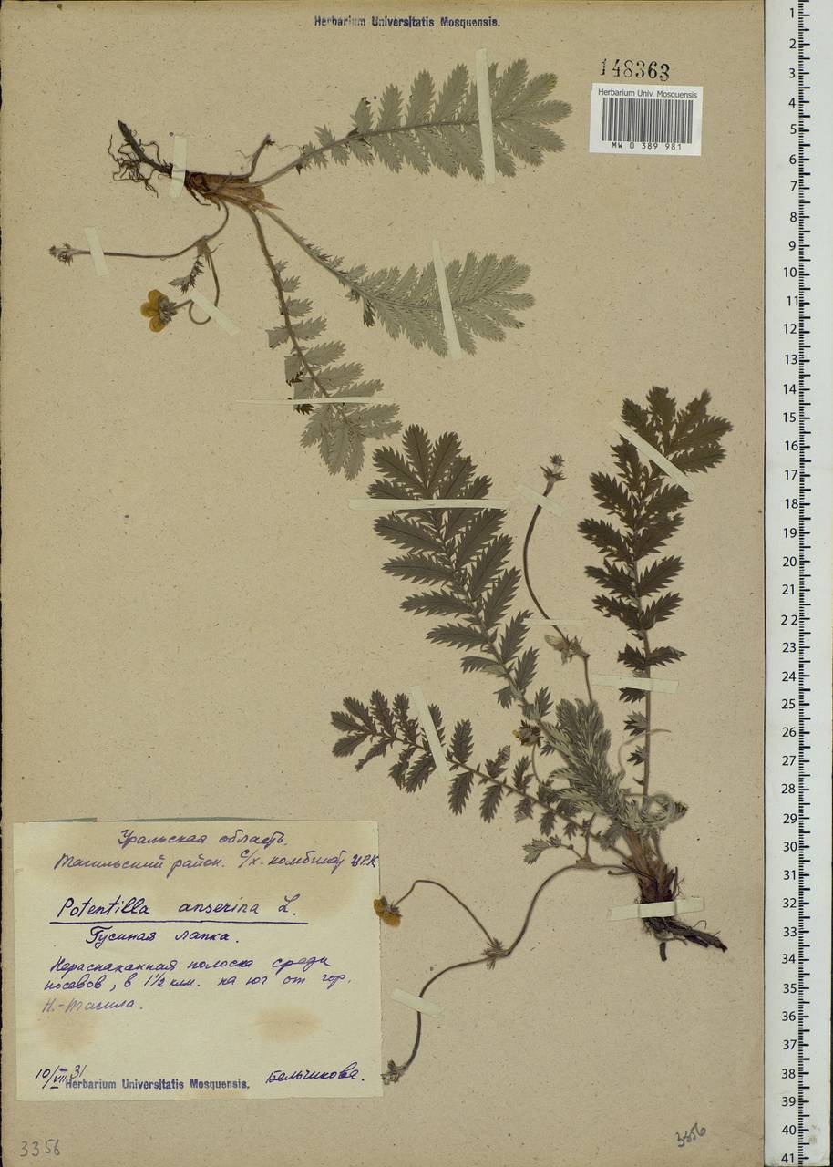 Argentina anserina subsp. anserina, Eastern Europe, Eastern region (E10) (Russia)