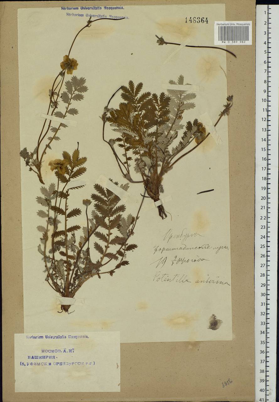 Argentina anserina subsp. anserina, Eastern Europe, Eastern region (E10) (Russia)
