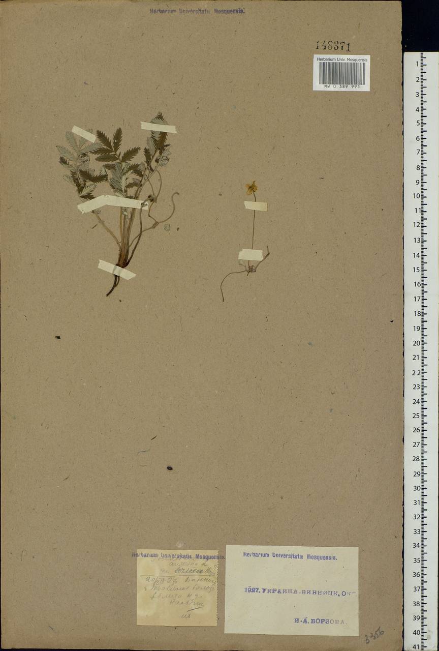 Argentina anserina subsp. anserina, Eastern Europe, South Ukrainian region (E12) (Ukraine)