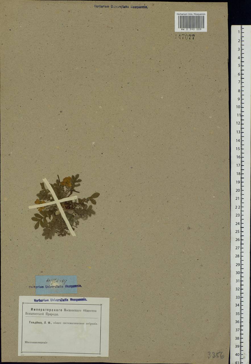 Argentina anserina subsp. anserina, Eastern Europe, Rostov Oblast (E12a) (Russia)