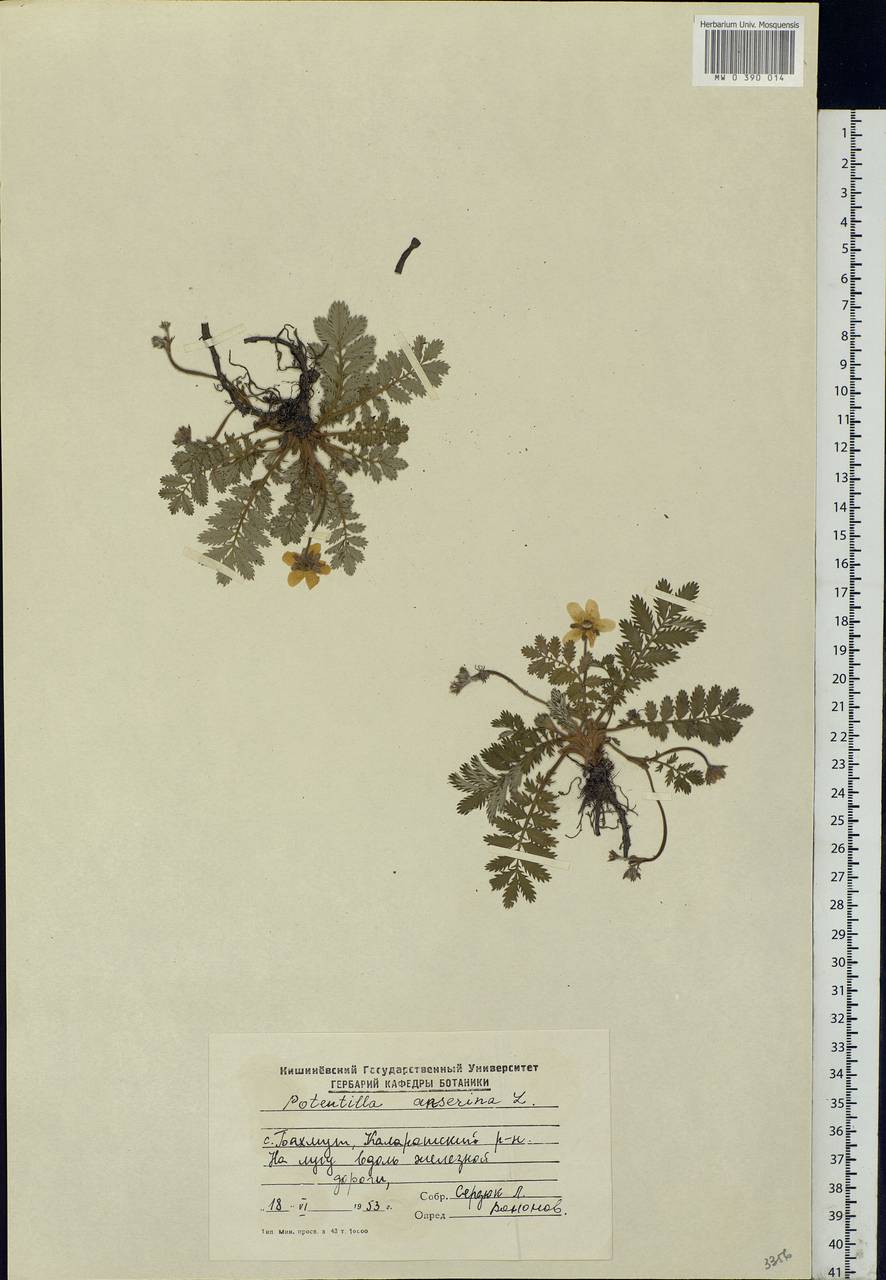 Argentina anserina subsp. anserina, Eastern Europe, Moldova (E13a) (Moldova)