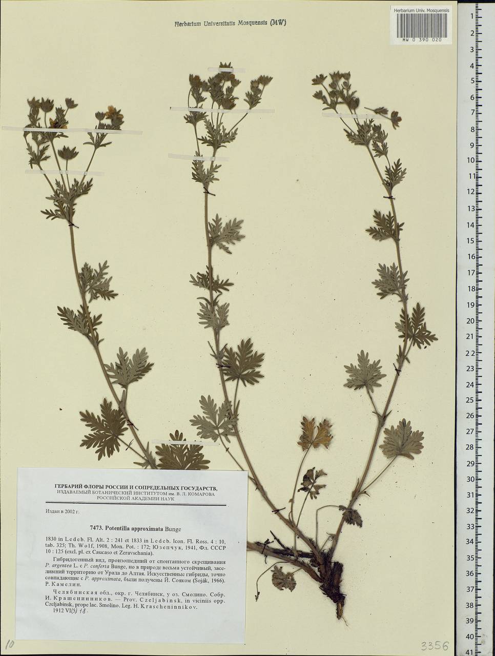 Potentilla conferta Bunge, Eastern Europe, Eastern region (E10) (Russia)