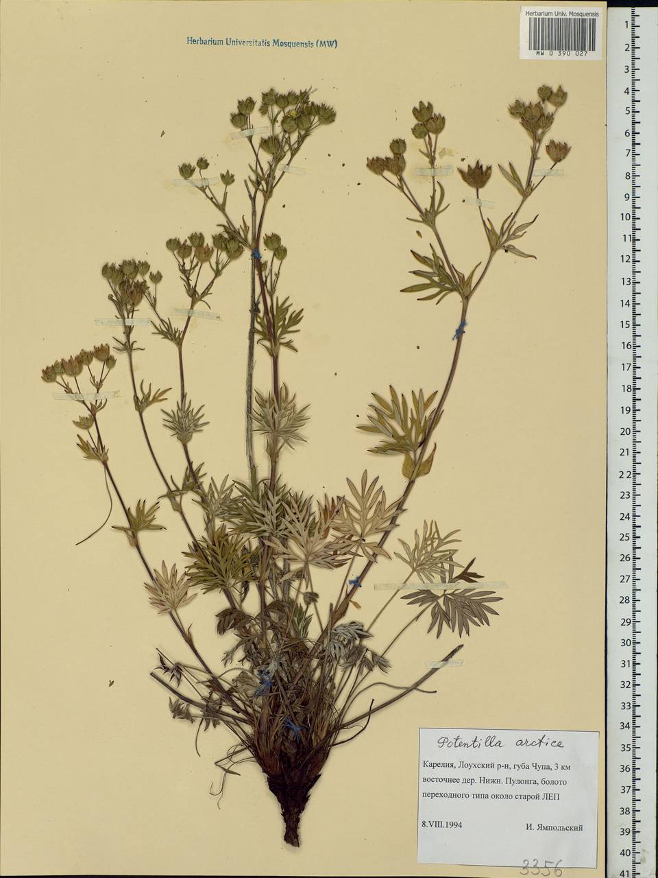 Potentilla arctica Rouy, Eastern Europe, Northern region (E1) (Russia)