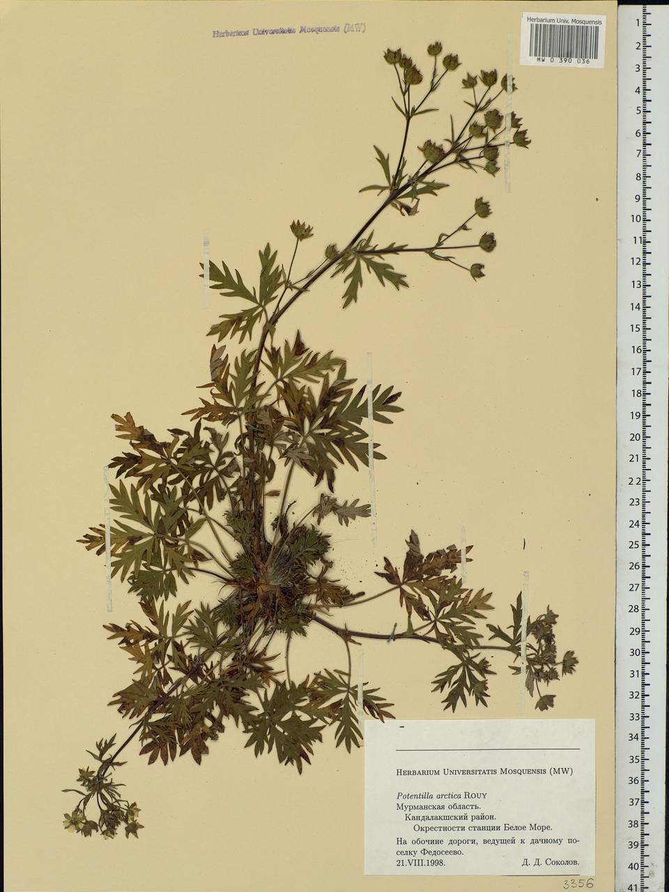 Potentilla arctica Rouy, Eastern Europe, Northern region (E1) (Russia)