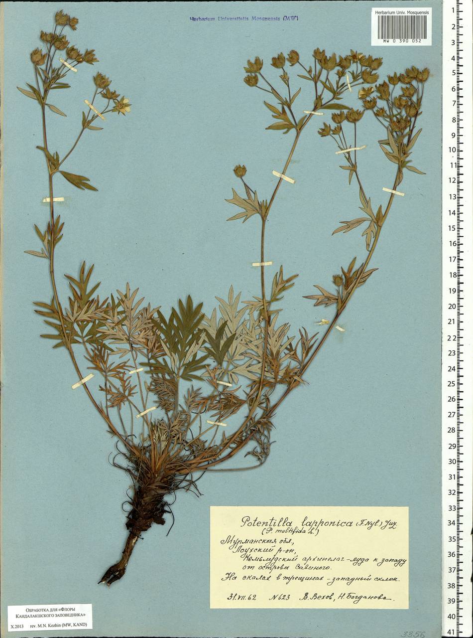Potentilla arctica Rouy, Eastern Europe, Northern region (E1) (Russia)