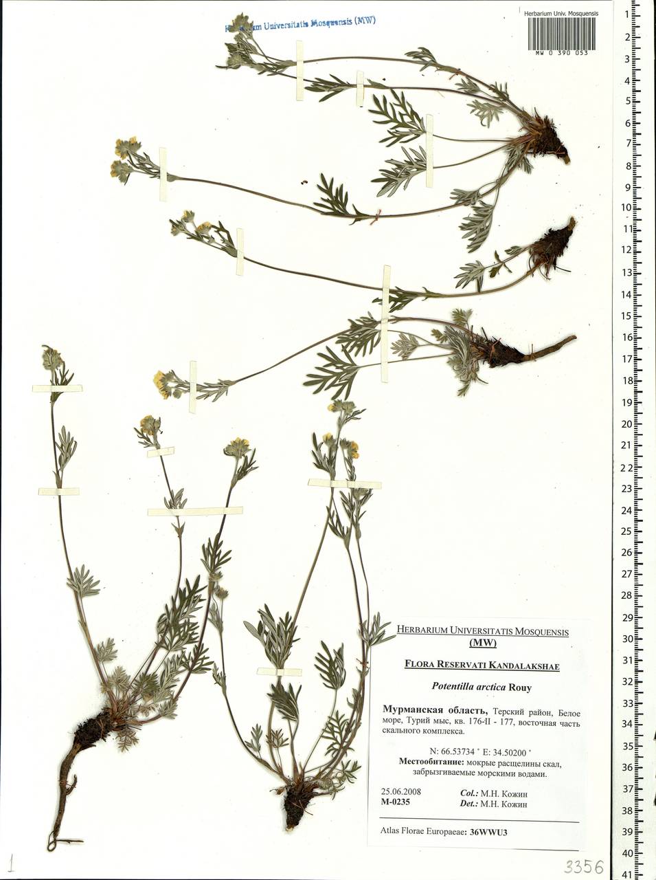 Potentilla arctica Rouy, Eastern Europe, Northern region (E1) (Russia)