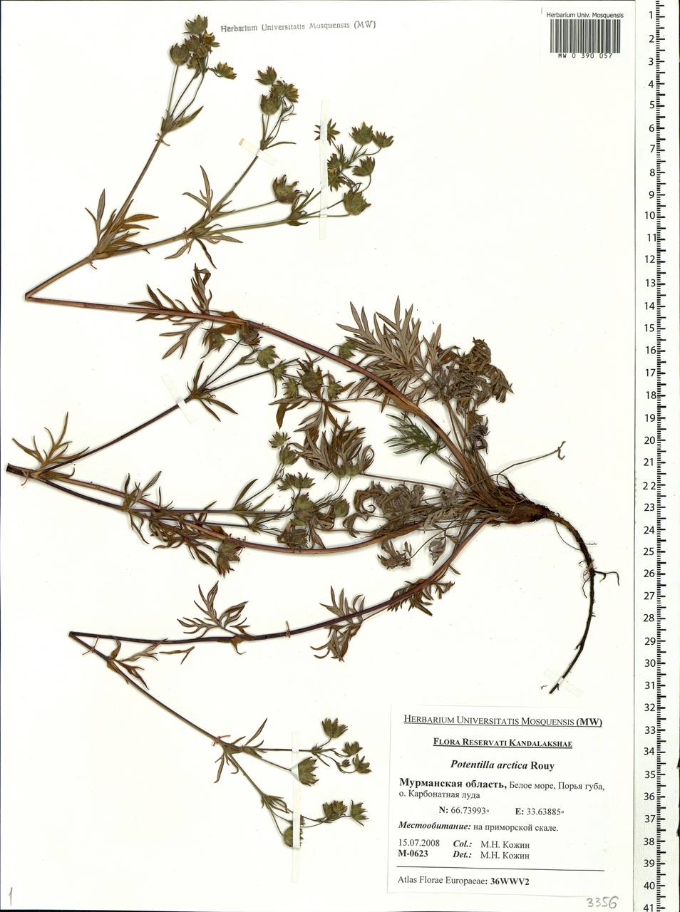 Potentilla arctica Rouy, Eastern Europe, Northern region (E1) (Russia)