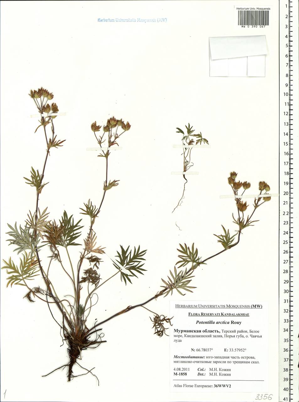 Potentilla arctica Rouy, Eastern Europe, Northern region (E1) (Russia)
