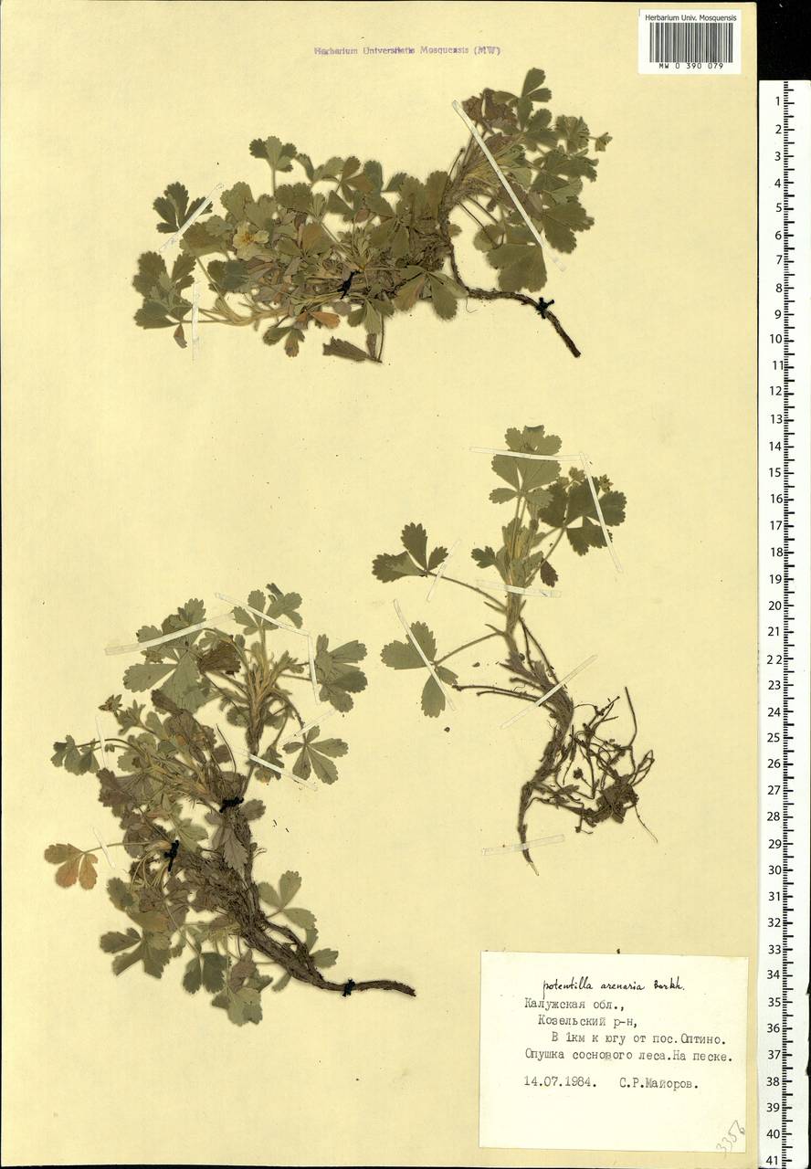 Potentilla cinerea subsp. incana (G. Gaertn., B. Mey. & Scherb.) Asch., Eastern Europe, Central region (E4) (Russia)