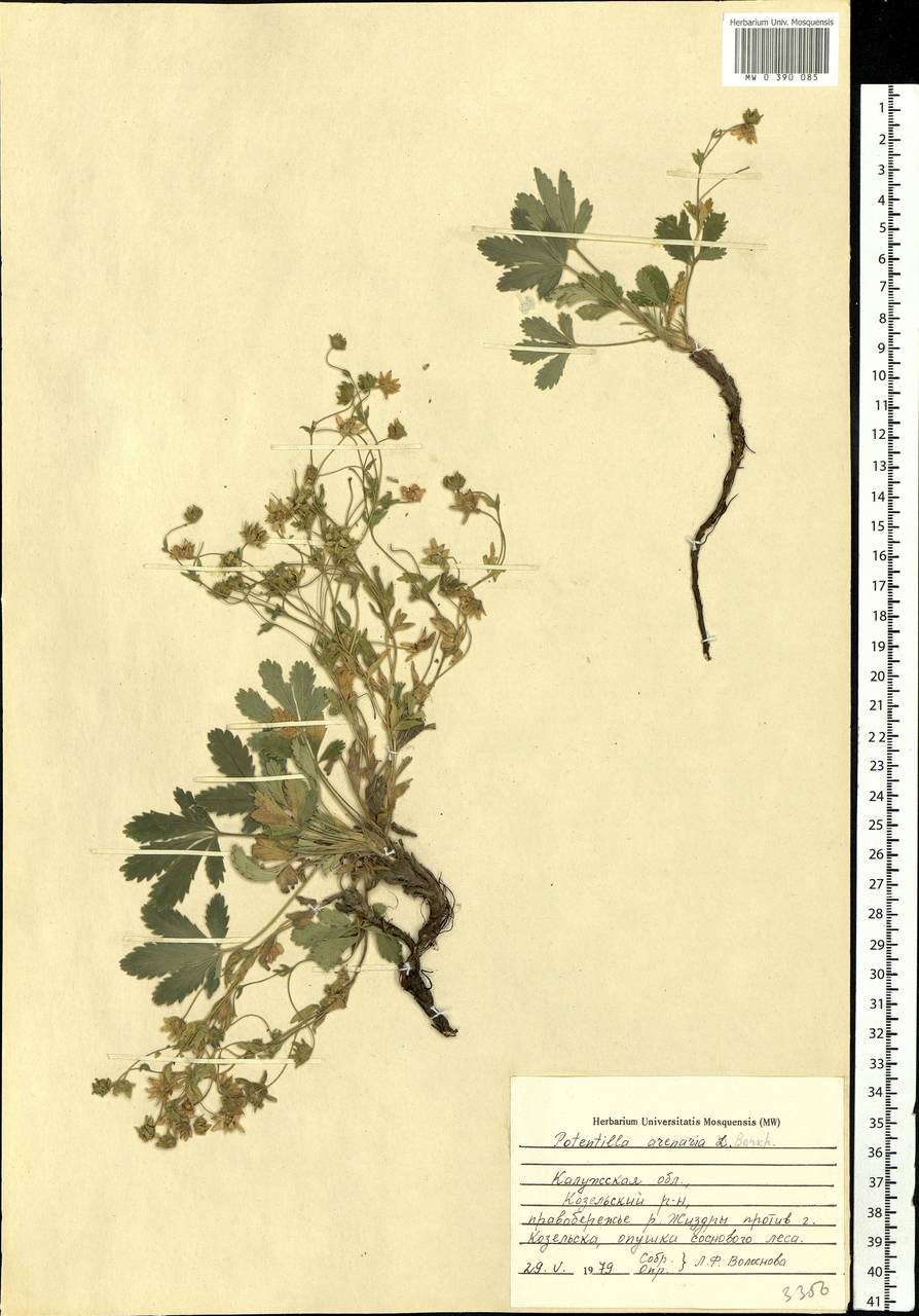 Potentilla cinerea subsp. incana (G. Gaertn., B. Mey. & Scherb.) Asch., Eastern Europe, Central region (E4) (Russia)