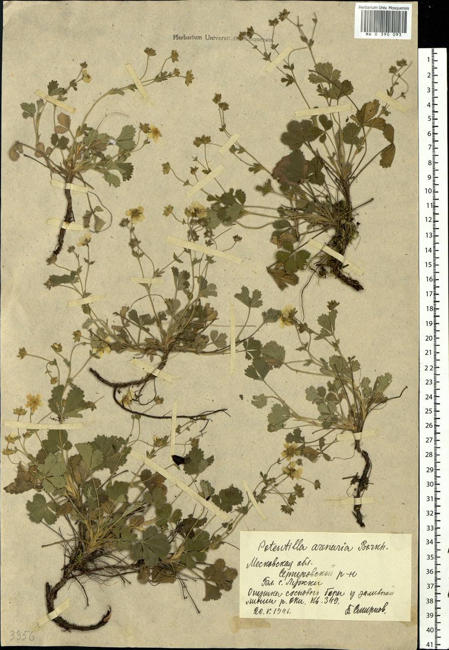 Potentilla cinerea subsp. incana (G. Gaertn., B. Mey. & Scherb.) Asch., Eastern Europe, Moscow region (E4a) (Russia)