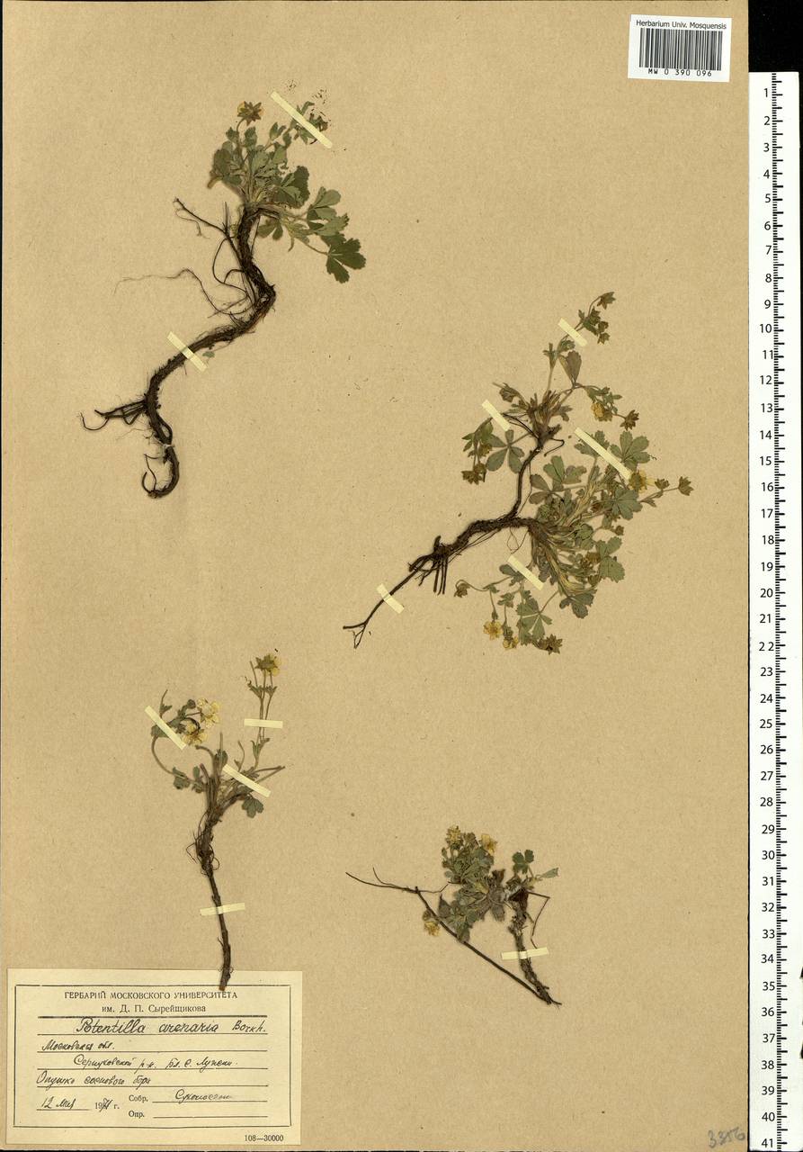 Potentilla cinerea subsp. incana (G. Gaertn., B. Mey. & Scherb.) Asch., Eastern Europe, Moscow region (E4a) (Russia)