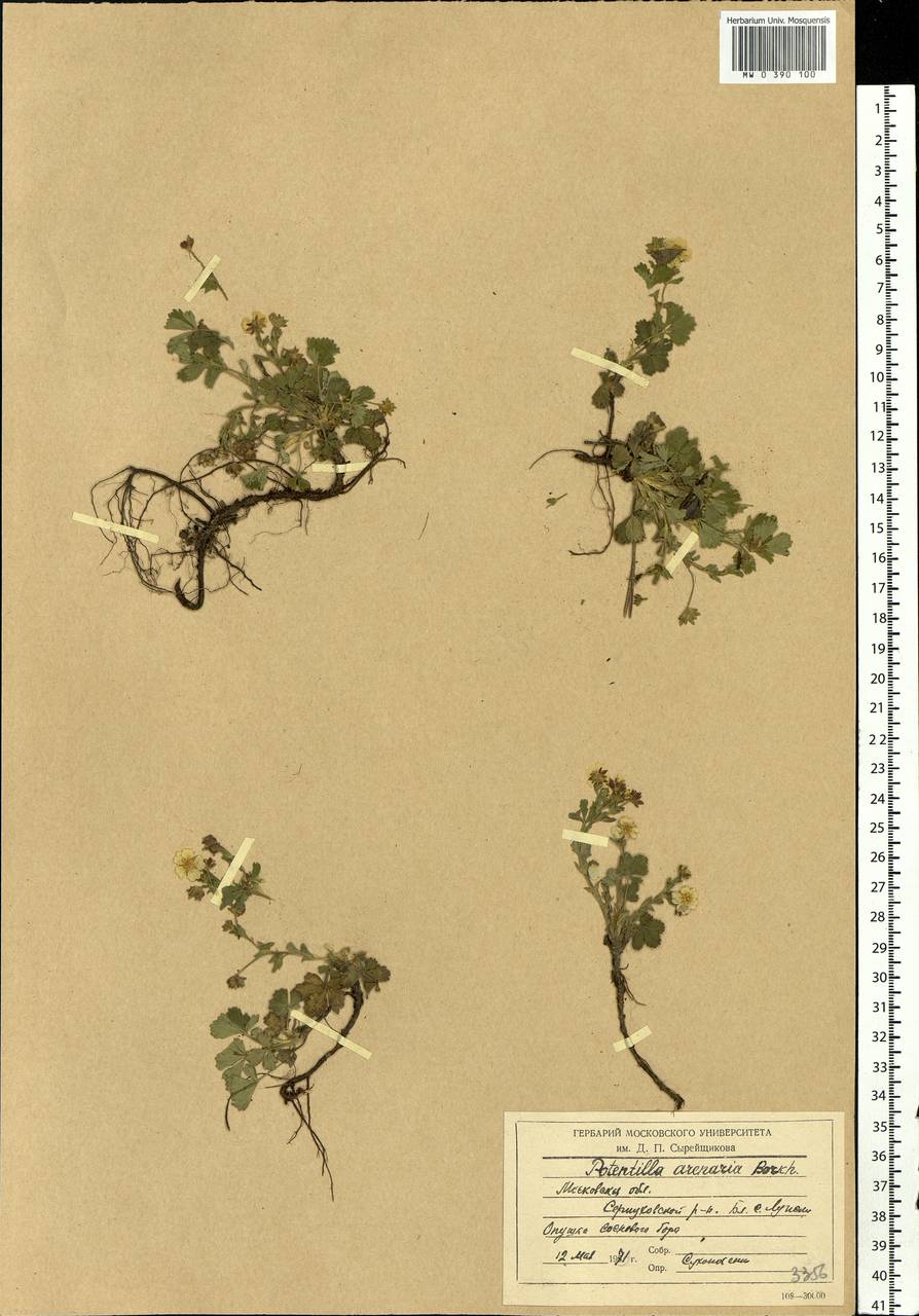 Potentilla cinerea subsp. incana (G. Gaertn., B. Mey. & Scherb.) Asch., Eastern Europe, Moscow region (E4a) (Russia)