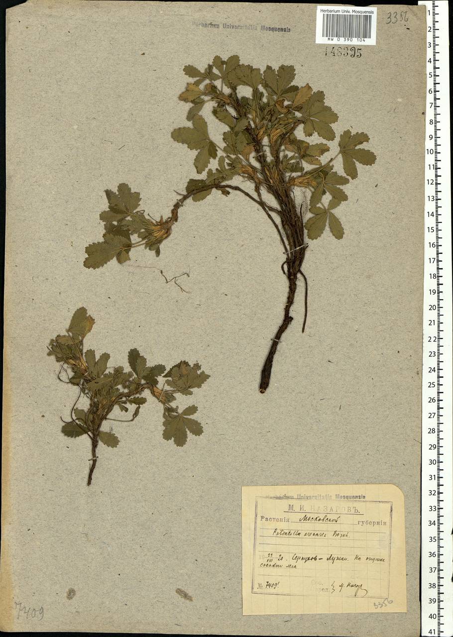 Potentilla cinerea subsp. incana (G. Gaertn., B. Mey. & Scherb.) Asch., Eastern Europe, Moscow region (E4a) (Russia)