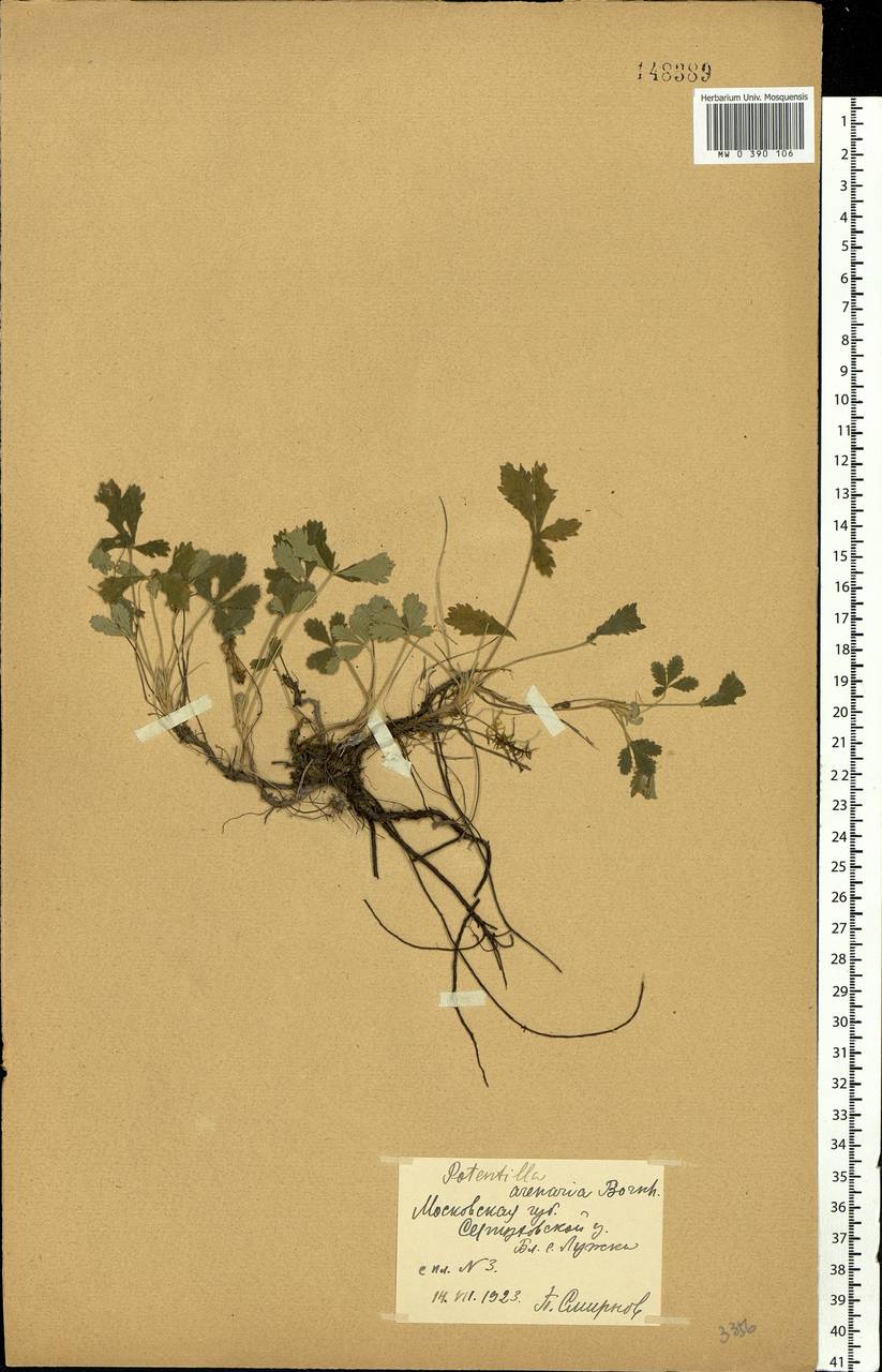 Potentilla cinerea subsp. incana (G. Gaertn., B. Mey. & Scherb.) Asch., Eastern Europe, Moscow region (E4a) (Russia)