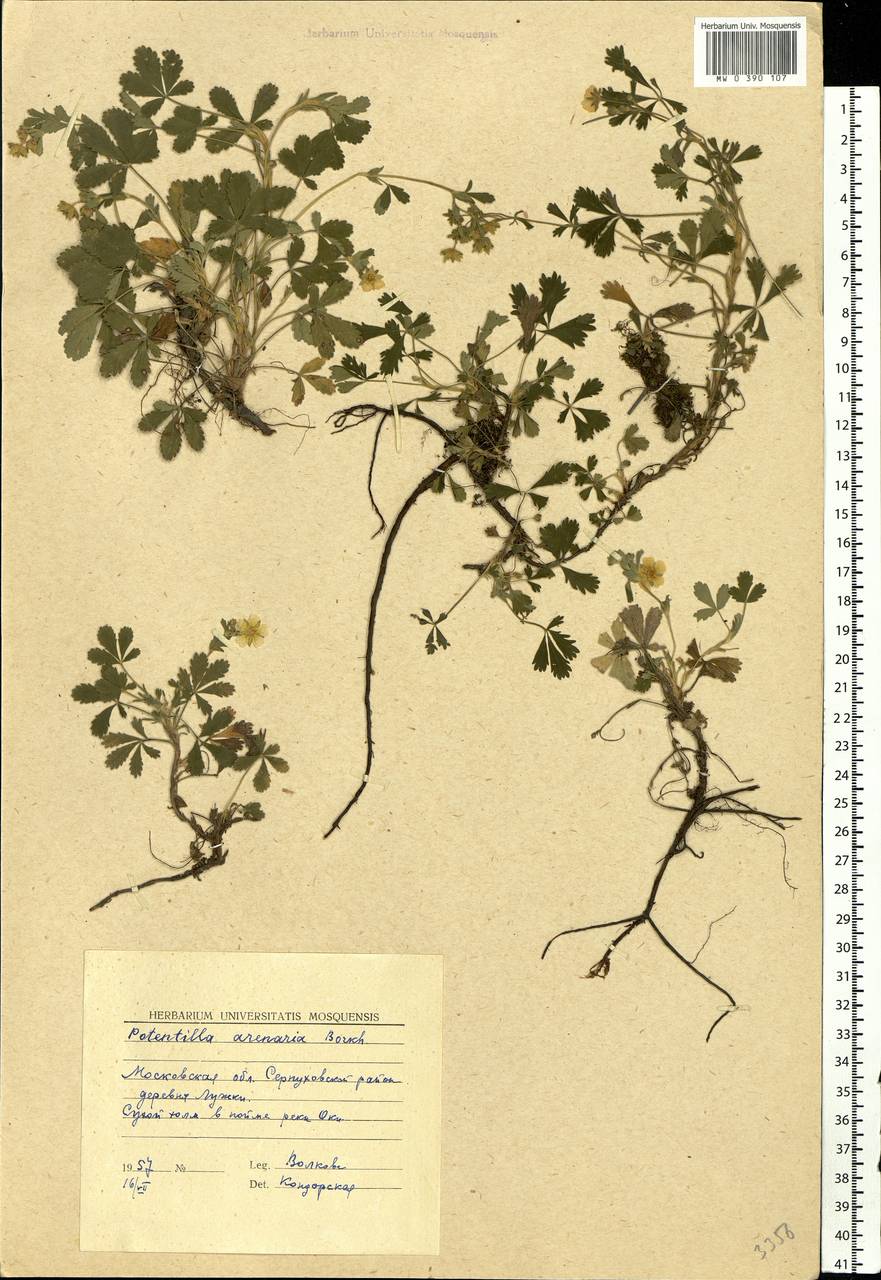 Potentilla cinerea subsp. incana (G. Gaertn., B. Mey. & Scherb.) Asch., Eastern Europe, Moscow region (E4a) (Russia)