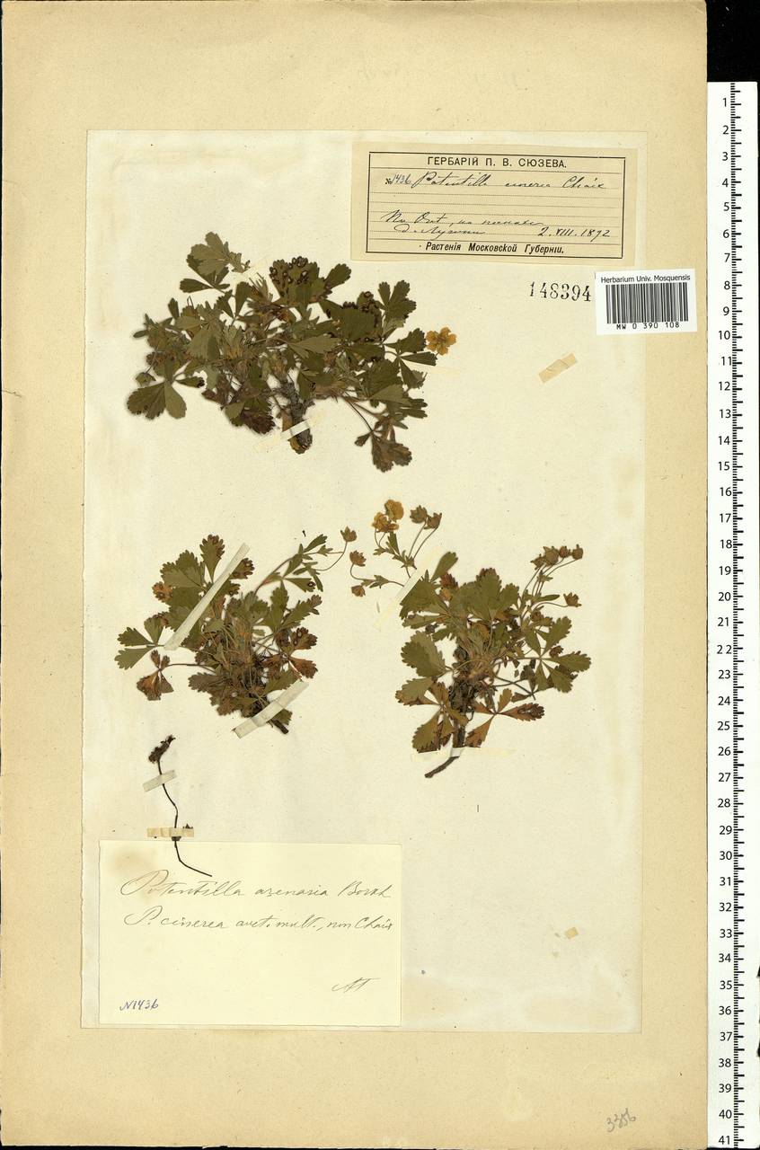 Potentilla cinerea subsp. incana (G. Gaertn., B. Mey. & Scherb.) Asch., Eastern Europe, Moscow region (E4a) (Russia)
