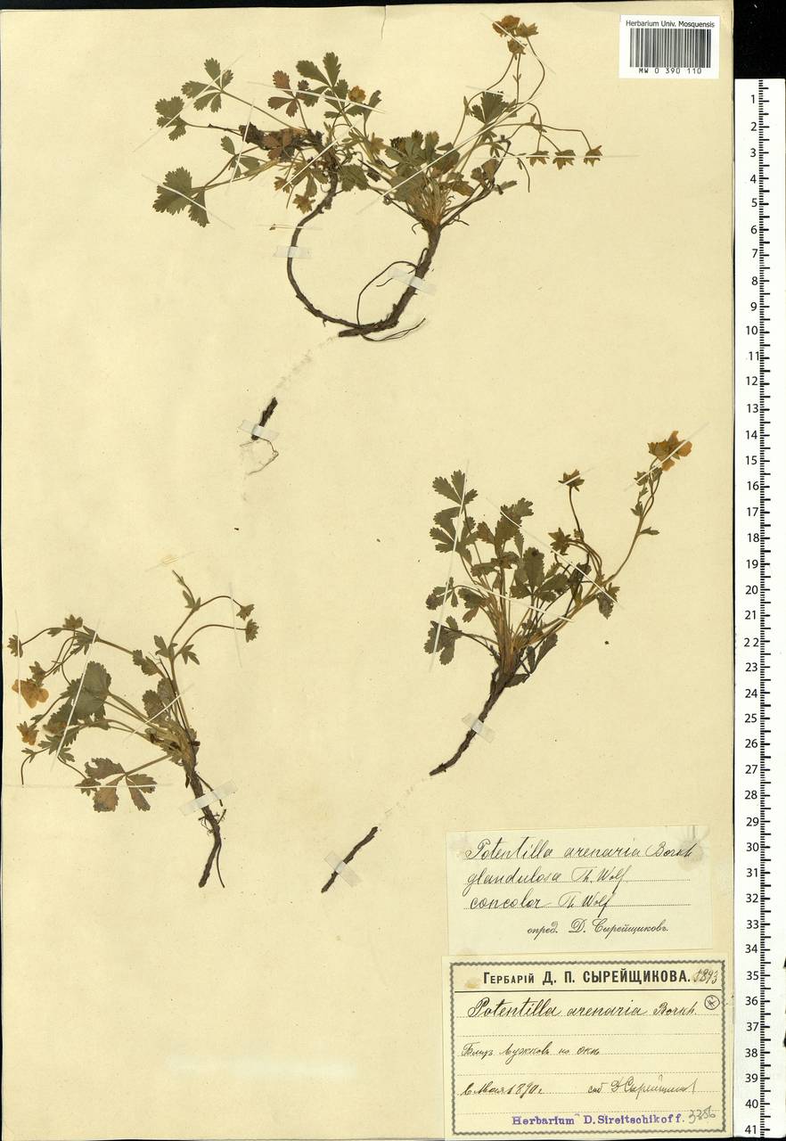Potentilla cinerea subsp. incana (G. Gaertn., B. Mey. & Scherb.) Asch., Eastern Europe, Moscow region (E4a) (Russia)