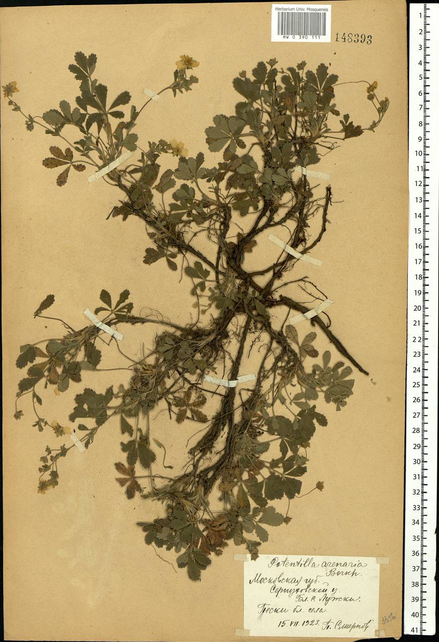 Potentilla cinerea subsp. incana (G. Gaertn., B. Mey. & Scherb.) Asch., Eastern Europe, Moscow region (E4a) (Russia)