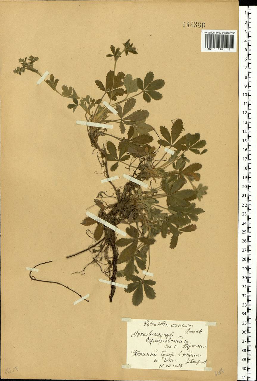 Potentilla cinerea subsp. incana (G. Gaertn., B. Mey. & Scherb.) Asch., Eastern Europe, Moscow region (E4a) (Russia)