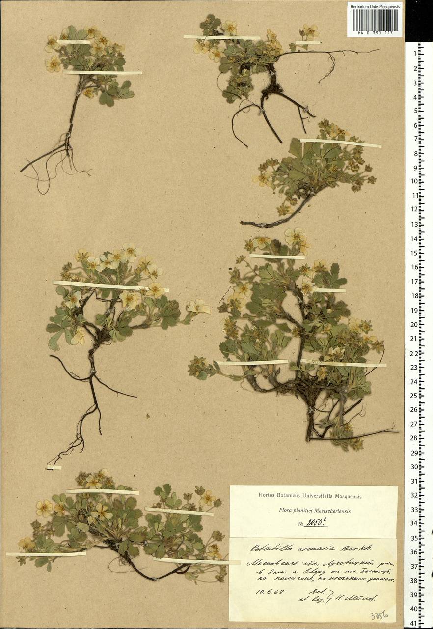 Potentilla cinerea subsp. incana (G. Gaertn., B. Mey. & Scherb.) Asch., Eastern Europe, Moscow region (E4a) (Russia)