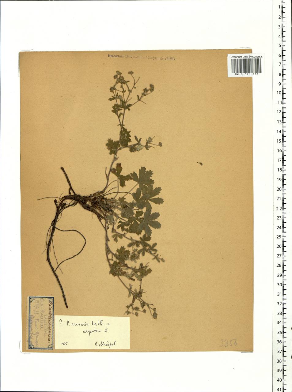 Potentilla cinerea subsp. incana (G. Gaertn., B. Mey. & Scherb.) Asch., Eastern Europe, Moscow region (E4a) (Russia)