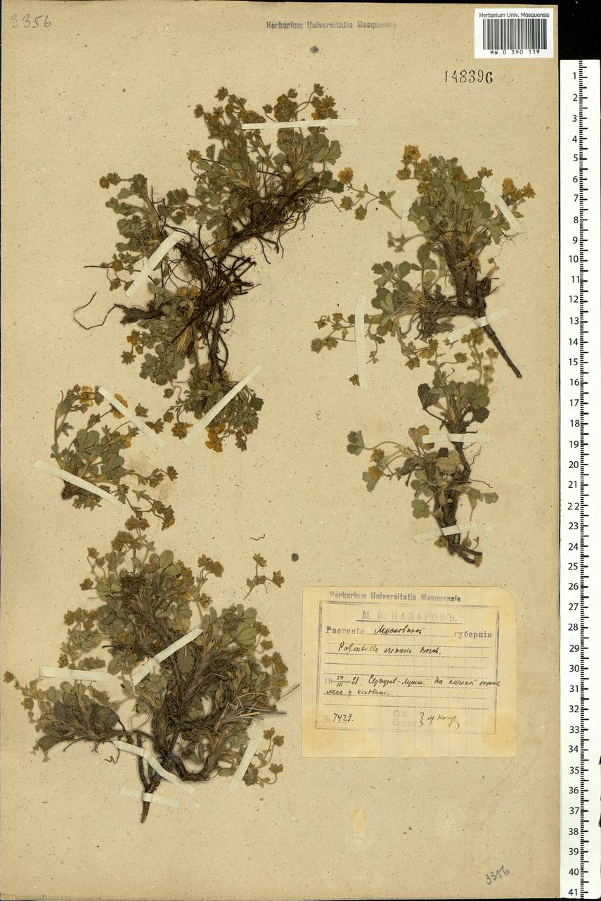 Potentilla cinerea subsp. incana (G. Gaertn., B. Mey. & Scherb.) Asch., Eastern Europe, Moscow region (E4a) (Russia)
