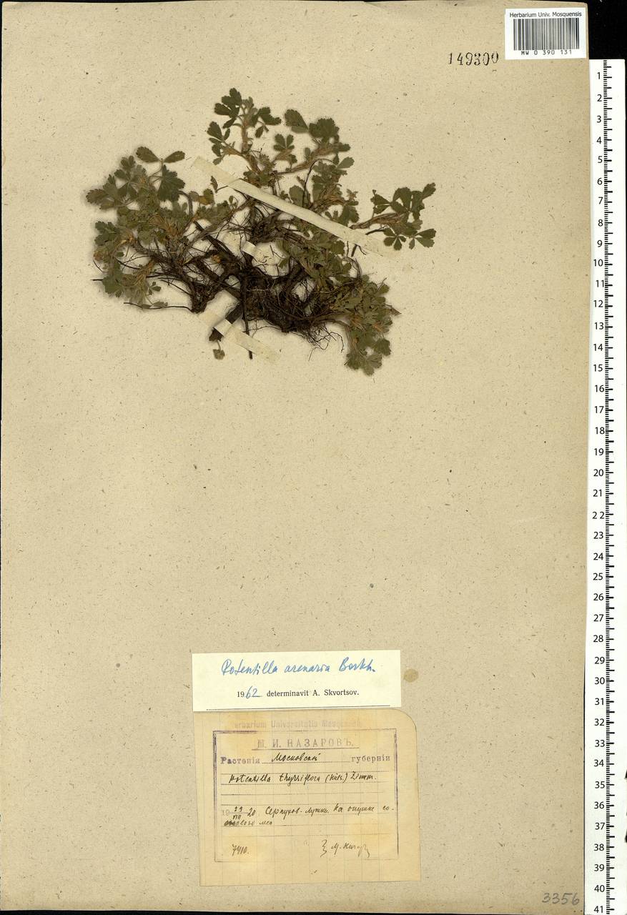Potentilla cinerea subsp. incana (G. Gaertn., B. Mey. & Scherb.) Asch., Eastern Europe, Moscow region (E4a) (Russia)