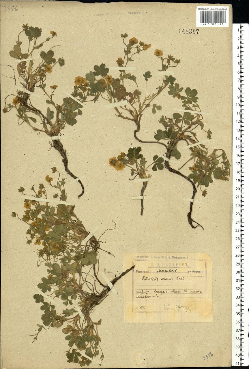 Potentilla cinerea subsp. incana (G. Gaertn., B. Mey. & Scherb.) Asch., Eastern Europe, Moscow region (E4a) (Russia)