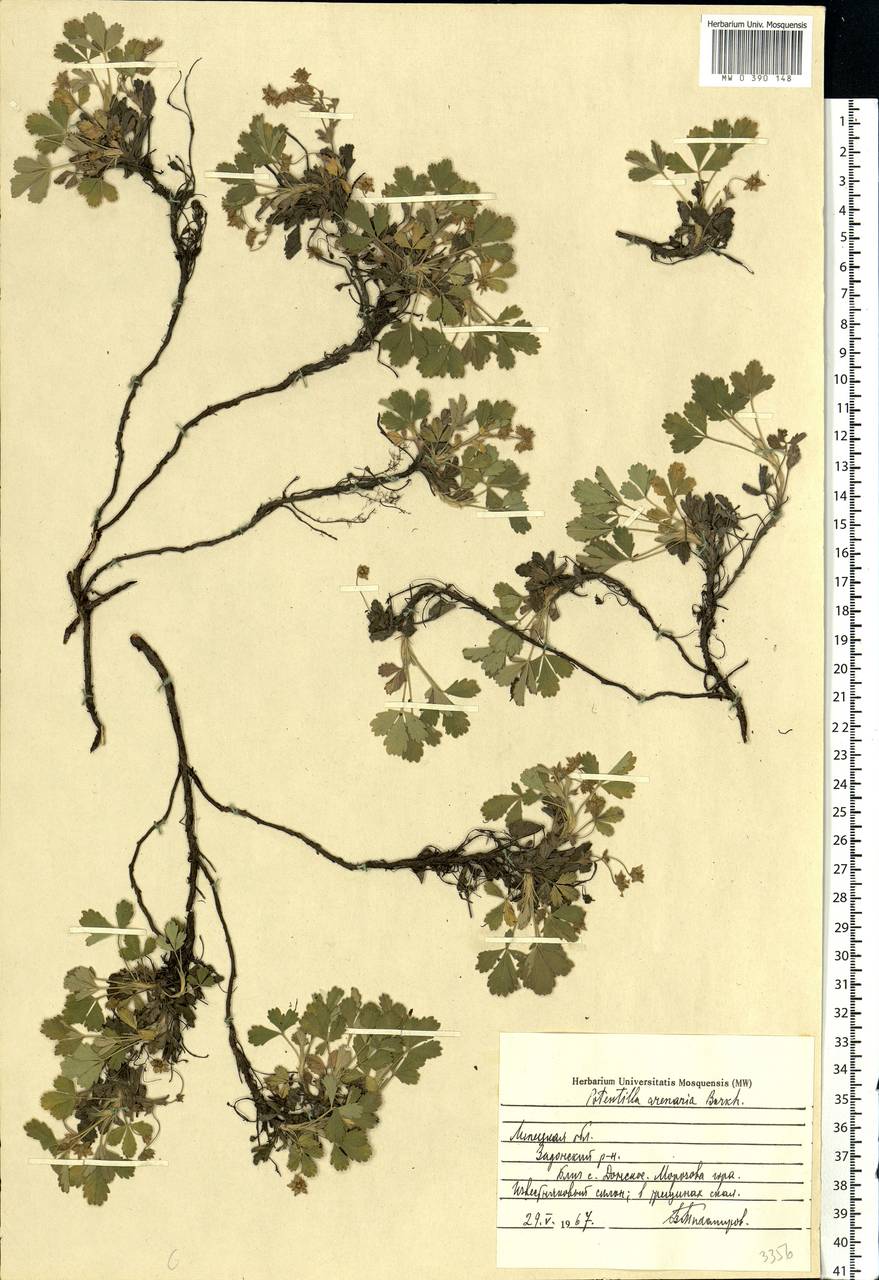 Potentilla cinerea subsp. incana (G. Gaertn., B. Mey. & Scherb.) Asch., Eastern Europe, Central forest-and-steppe region (E6) (Russia)